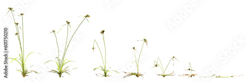 3d illustration of setcyperus difformis plant isolated on transparent background