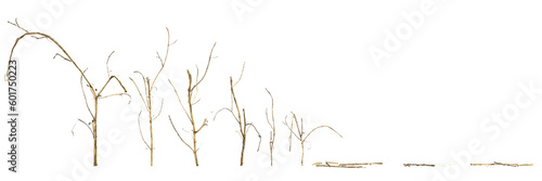 3d illustration of set dry grass isolated on transparent background