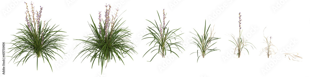 3d illustration of set Lily turf plant isolated on transparent background human's eye view