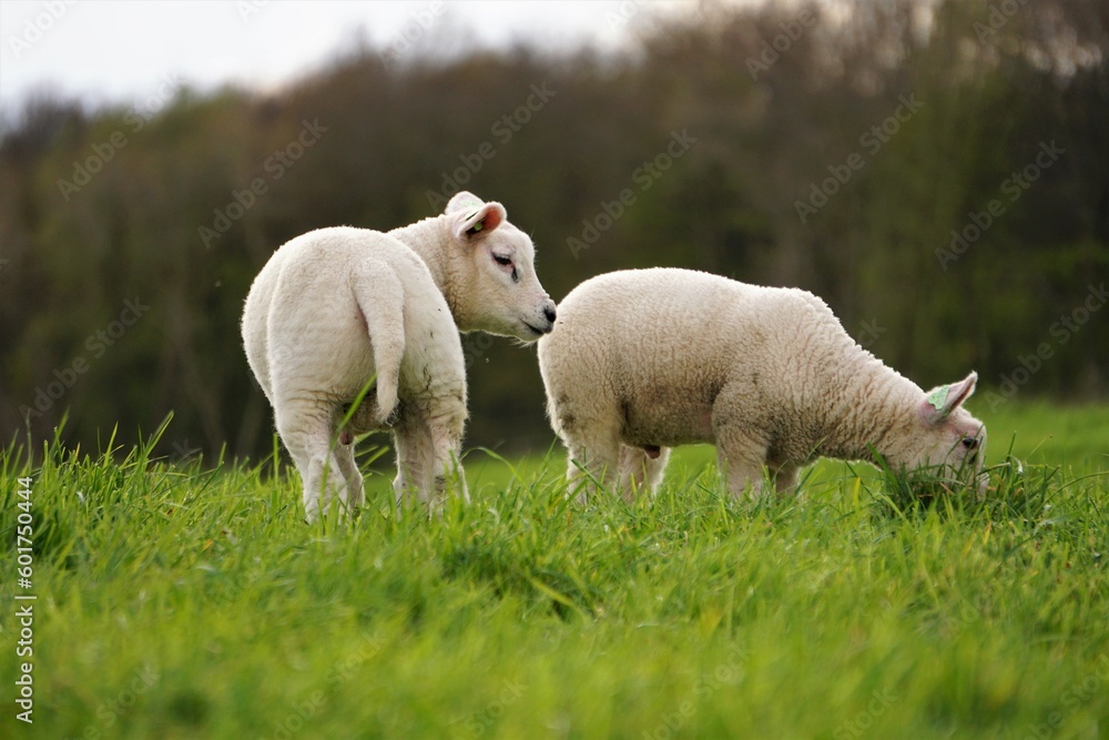 Obraz premium Sheep in the meadow doing nature maintenance by grazing grass. Spring with lambs. Meat for dishes such as shoarma and kebab for carnivores.