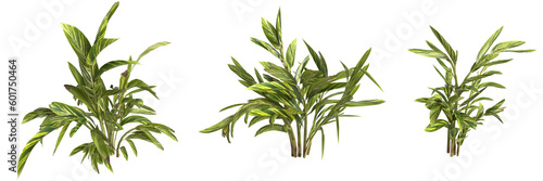 3d illustration of set alpinia zerumbet plant isolated on transparent background human s eye view