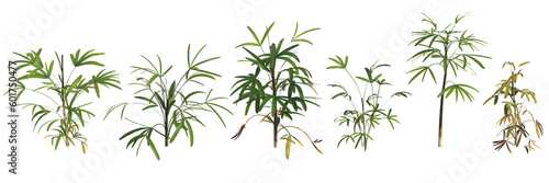 3d illustration of set rhapis plant isolated on transparent background human's eye view © TrngPhp