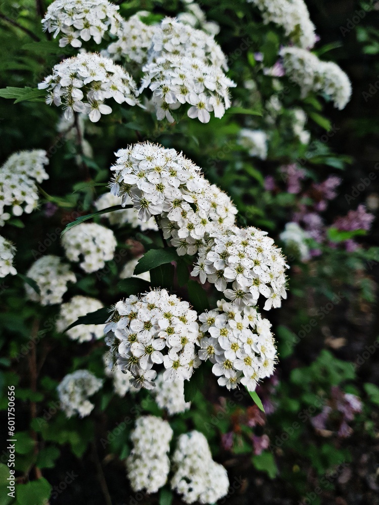 Small white flowers gather to show off their big white shape Small white flowers gather to show off their big white shape