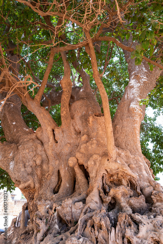 Un arbre centenaire dans un village au Sénégal