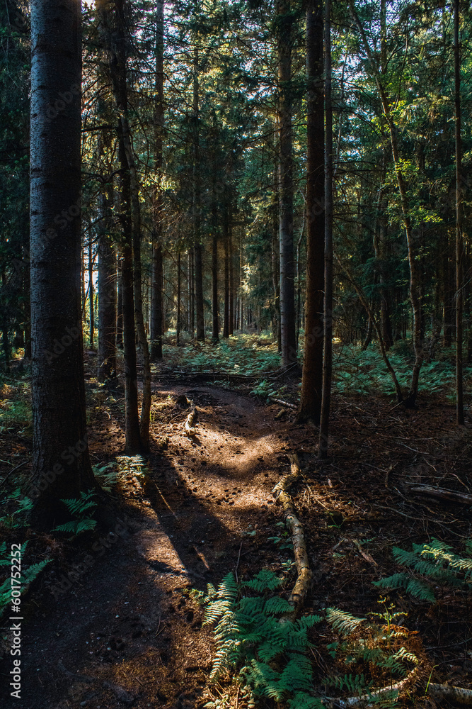 Fototapeta premium Foret colorée et lumineuse de pins, près de Rouen, Normandie, France
