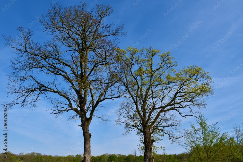 Pair of pedunculate oak (Quercus robur) trees in spring Pair of pedunculate oak (Quercus robur) trees in spring