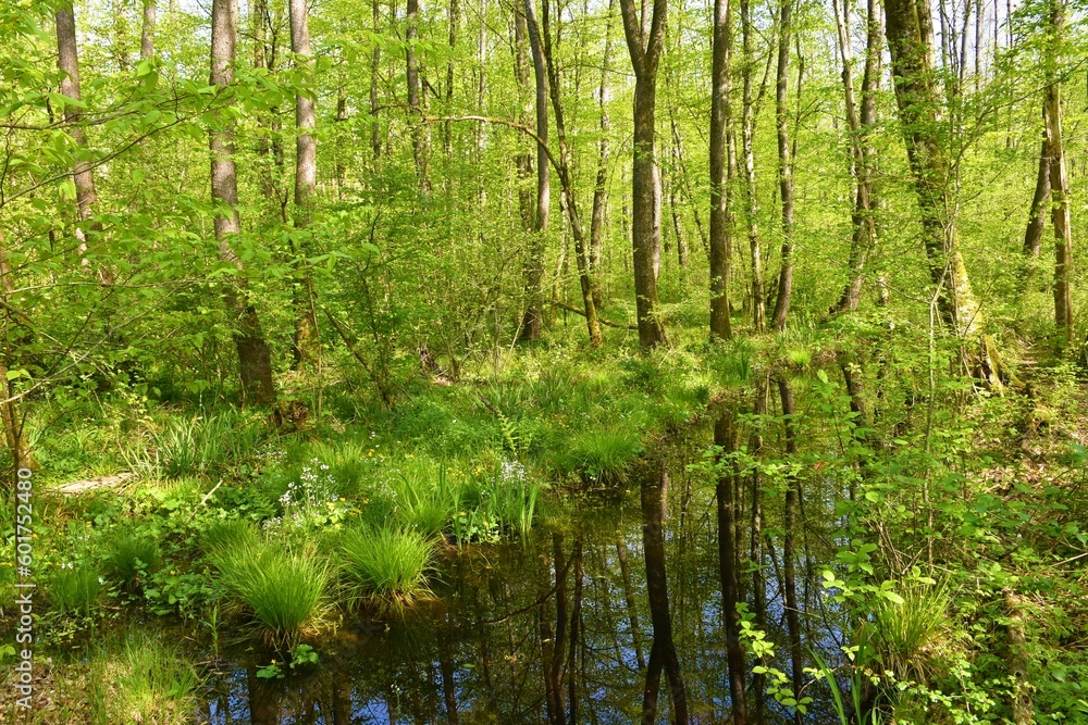 Water channel in Krakov wetlands swamp forest in Dolenjska, Slovenia with a reflection in the water Water channel in Krakov wetlands swamp forest in Dolenjska, Slovenia with a reflection in the water