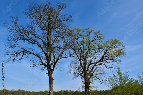 Pair of pedunculate oak (Quercus robur) trees in spring