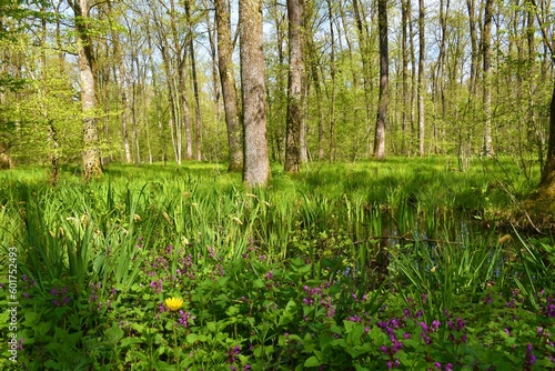 Wetland swamp Krakov forest with pedunculate oak (Quercus robur) trees and purple spotted dead-nettle (Lamium maculatum) flowers