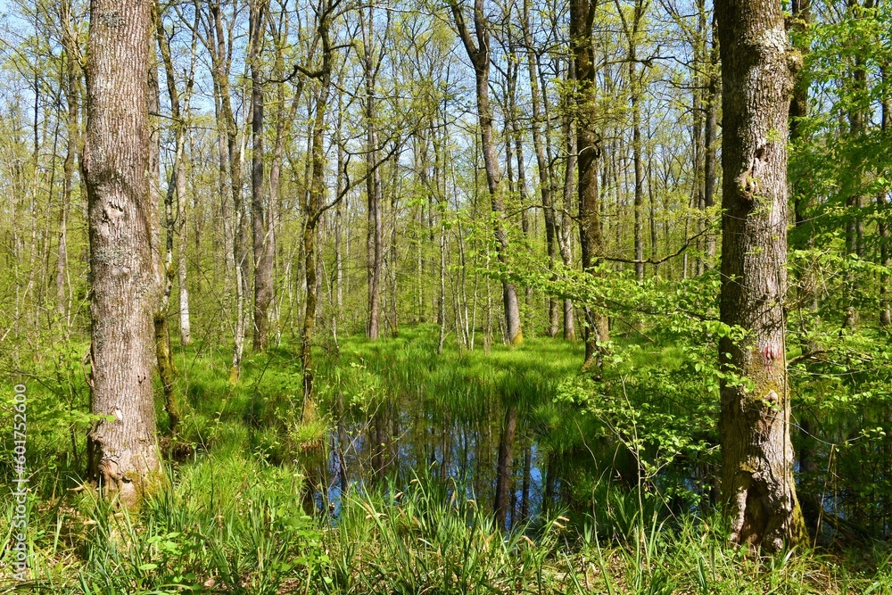 Obraz premium Wetland swamp with pedunculate oak (Quercus robur) trees and aquatic plants growing in the flooded forest in Dolenjska, Slovenia