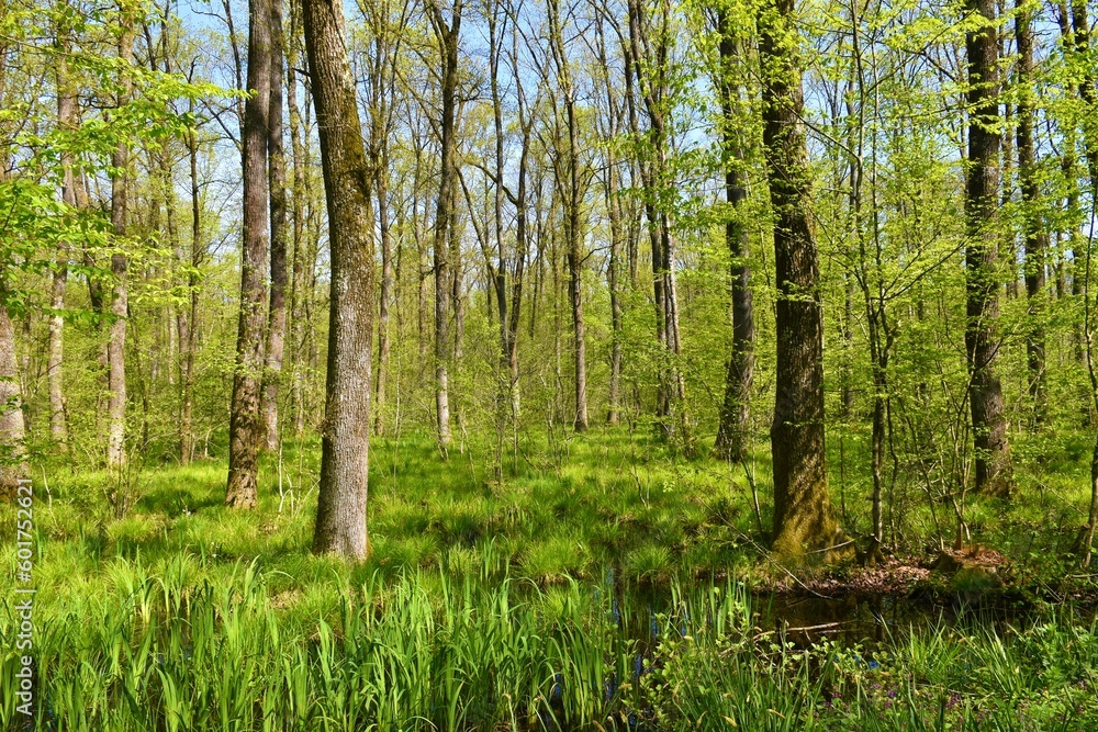 Fototapeta premium Wetlands swamp Krakov forest with tall pedunculate oak (Quercus robur) trees in Dolenjska, Slovenia