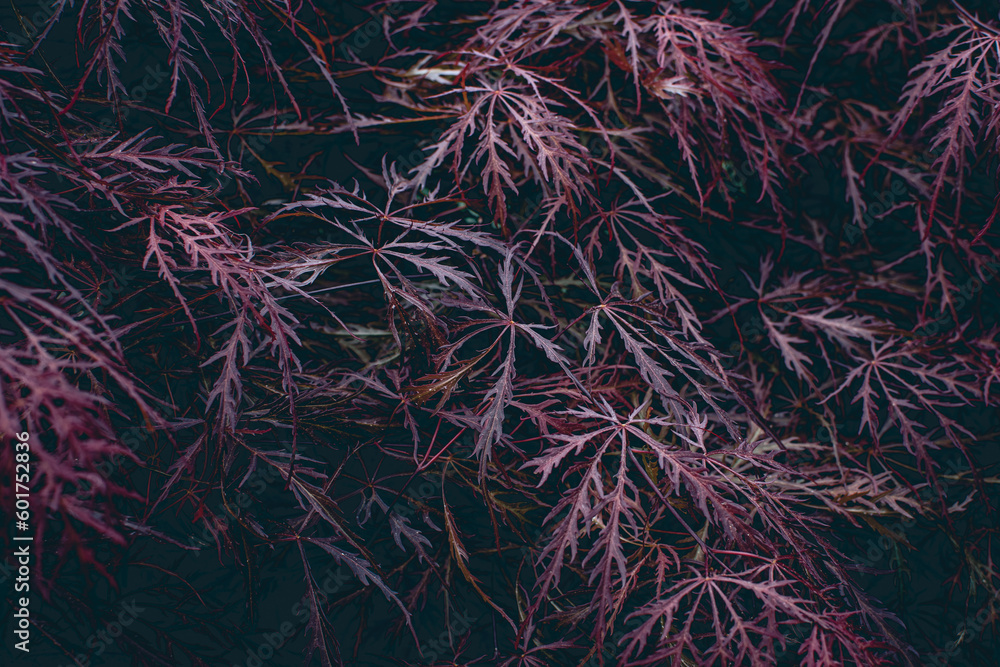 Red foliage of the weeping Laceleaf Japanese Maple tree Acer palmatum Red foliage of the weeping Laceleaf Japanese Maple tree Acer palmatum