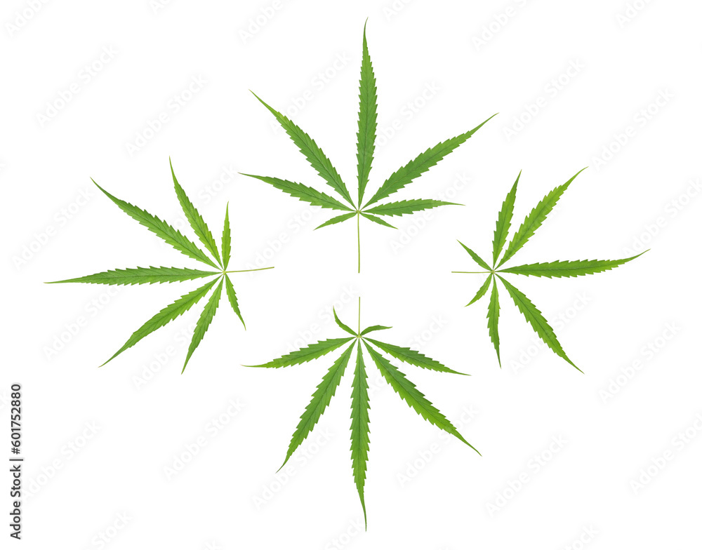 Green cannabis sativa leaves on transparent png Green cannabis sativa leaves on transparent png