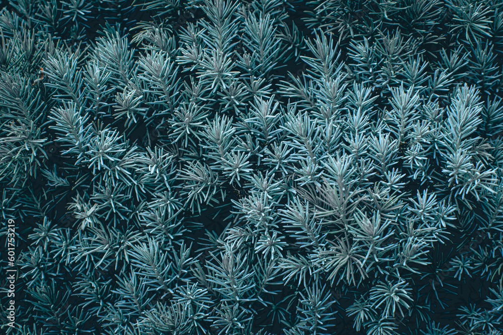  Green branches of a pine tree close-up, short needles of a coniferous tree close-up background texture