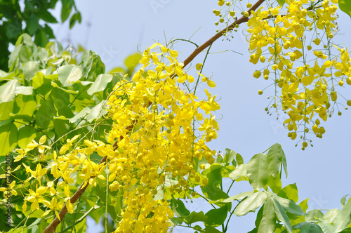 Golden shower , Cassia fistula or pudding pipe tree or yellow flower photo
