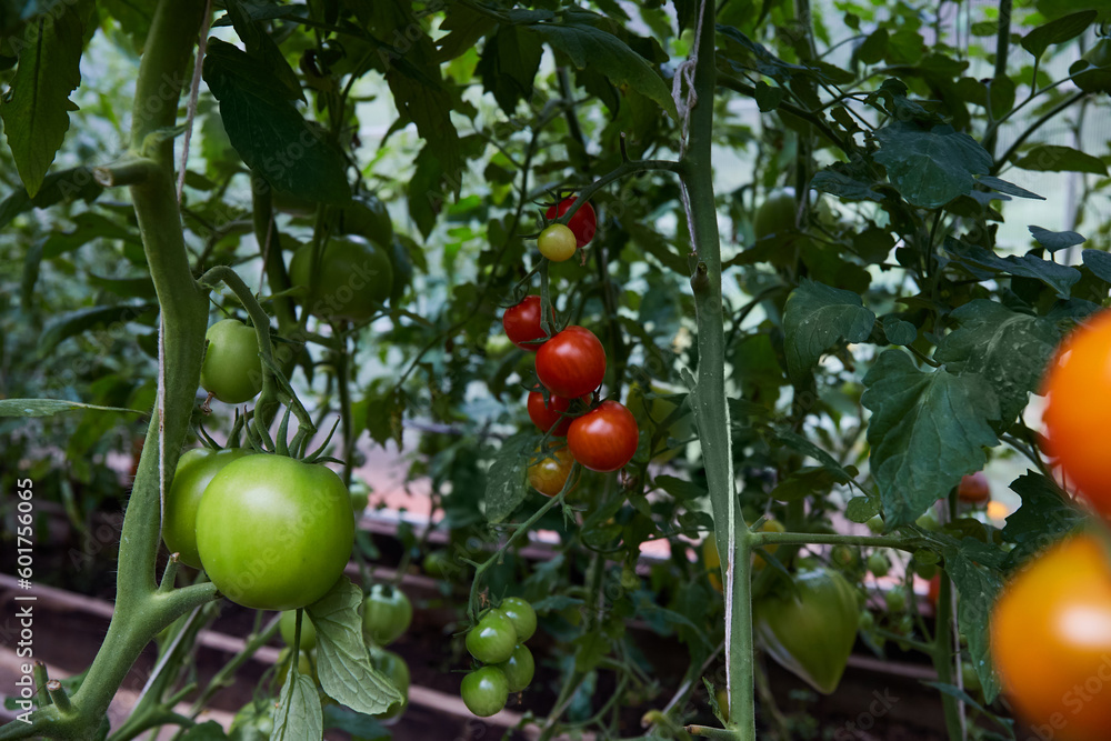 Bushes of green and ripe tomatoes. Growing organic tomatoes in a home greenhouse. Healthy food. Bushes of green and ripe tomatoes. Growing organic tomatoes in a home greenhouse. Healthy food.