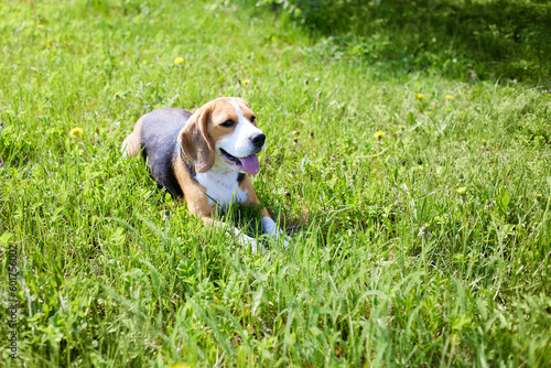 The dog beagle is lying on the green grass in a summer meadow on a hot sunny day.
