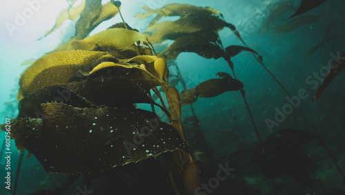 Kelp Forests 21 photo