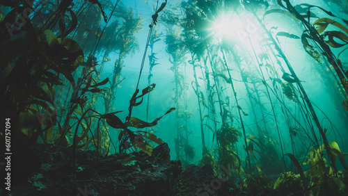 Fotografía Kelp Forests 12