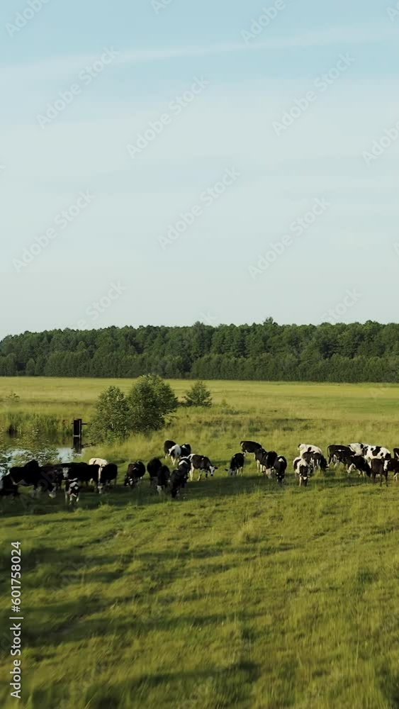 Drone video. We fly over the cows. A herd of cows feed in a meadow near a lake and forest. Vertical video. Drone video. We fly over the cows. A herd of cows feed in a meadow near a lake and forest. Vertical video.