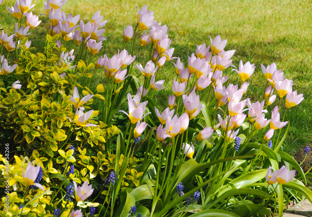 Fototapeta premium Pink tulips, spring plants of Surbiton. 