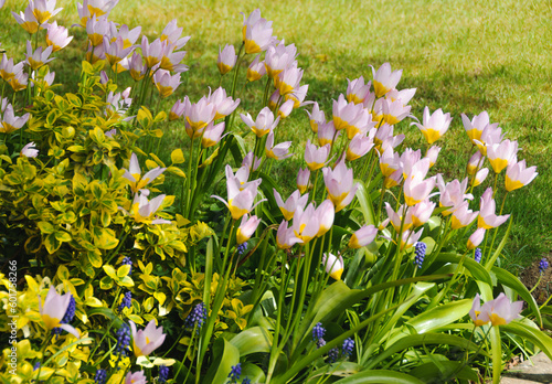 Pink tulips, spring plants of Surbiton.  photo