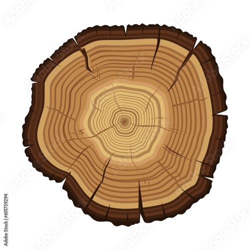 Cross section of the tree. An old tree in a cut. Annual rings. Wood ring texture, tree rings. Vector illustration