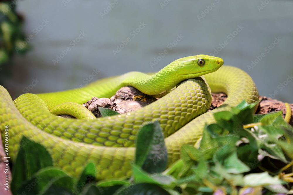 Gewöhnliche Mamba / Eastern green mamba / Dendroaspis angusticeps Gewöhnliche Mamba / Eastern green mamba / Dendroaspis angusticeps