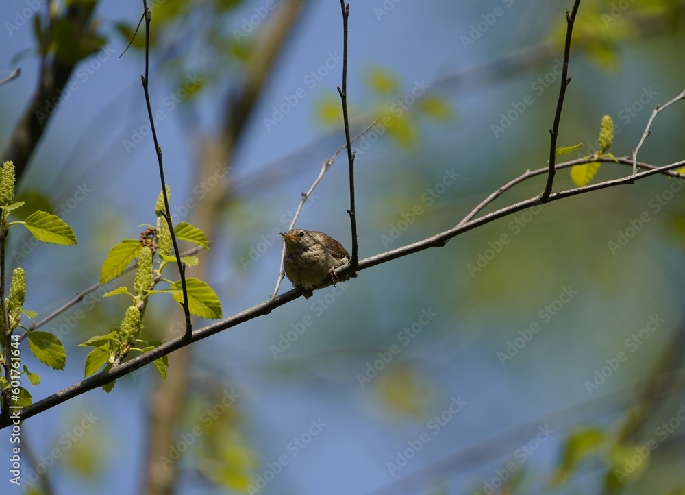 Obraz premium The Eurasian wren (Troglodytes troglodytes) or northern wren is a very small insectivorous bird, and the only member of the wren family Troglodytidae found in Eurasia and Africa (Maghreb). Hanover.