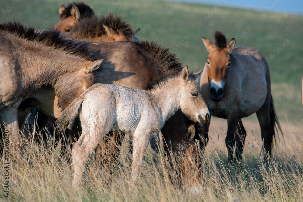 Fototapeta premium Przewalski's horses (Mongolian wild horses). A rare and endangered species originally native to the steppes of Central Asia. Reintroduced at the steppes of South Ural
