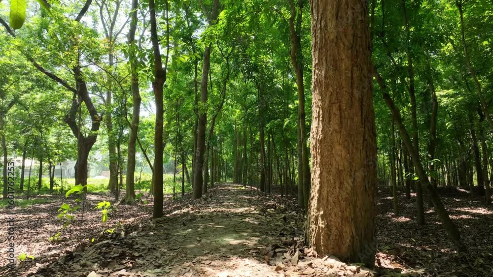 forst path way wood route. wood forest in spring smooth video footage, North bengal, Borendra, Bangladesh forst path way wood route. wood forest in spring smooth video footage, North bengal, Borendra, Bangladesh