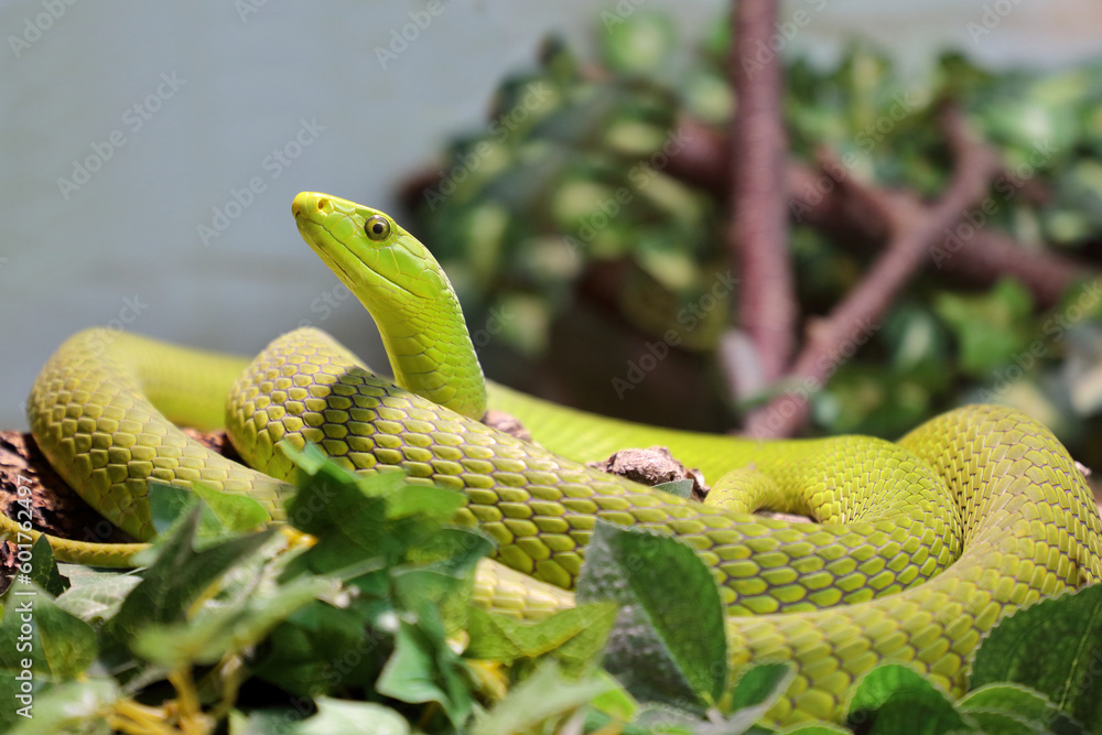 Fototapeta premium Gewöhnliche Mamba / Eastern green mamba / Dendroaspis angusticeps