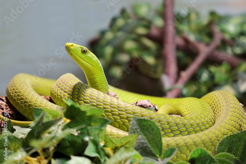 Gewöhnliche Mamba / Eastern green mamba / Dendroaspis angusticeps