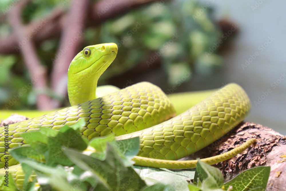 Fototapeta premium Gewöhnliche Mamba / Eastern green mamba / Dendroaspis angusticeps