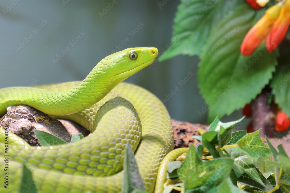 Obraz premium Gewöhnliche Mamba / Eastern green mamba / Dendroaspis angusticeps