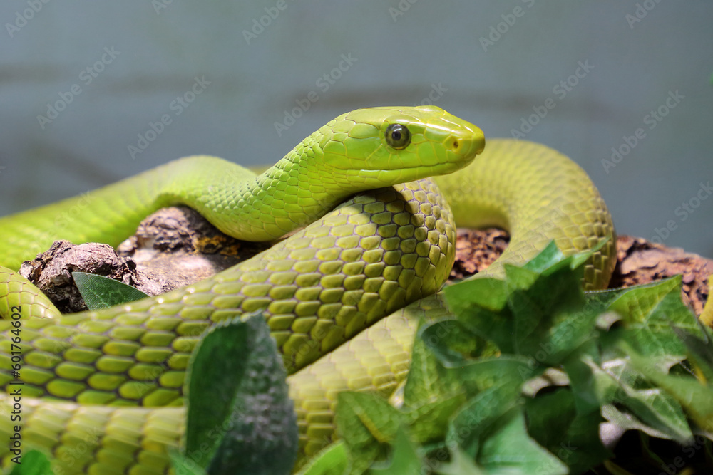 Fototapeta premium Gewöhnliche Mamba / Eastern green mamba / Dendroaspis angusticeps