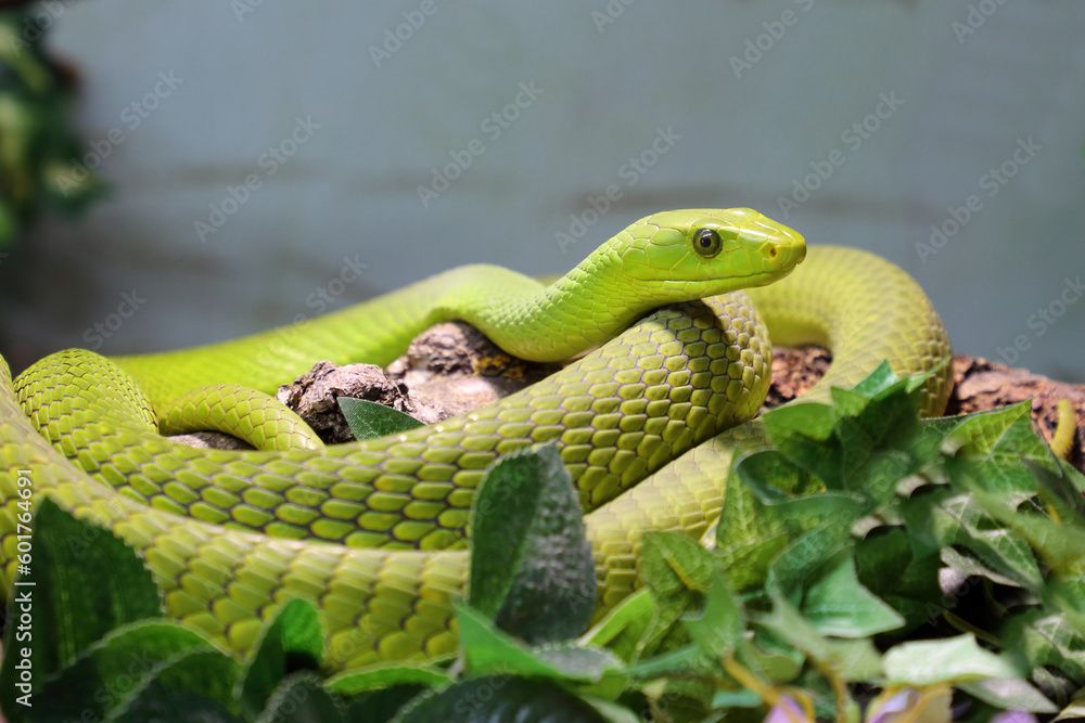 Gewöhnliche Mamba / Eastern green mamba / Dendroaspis angusticeps Gewöhnliche Mamba / Eastern green mamba / Dendroaspis angusticeps