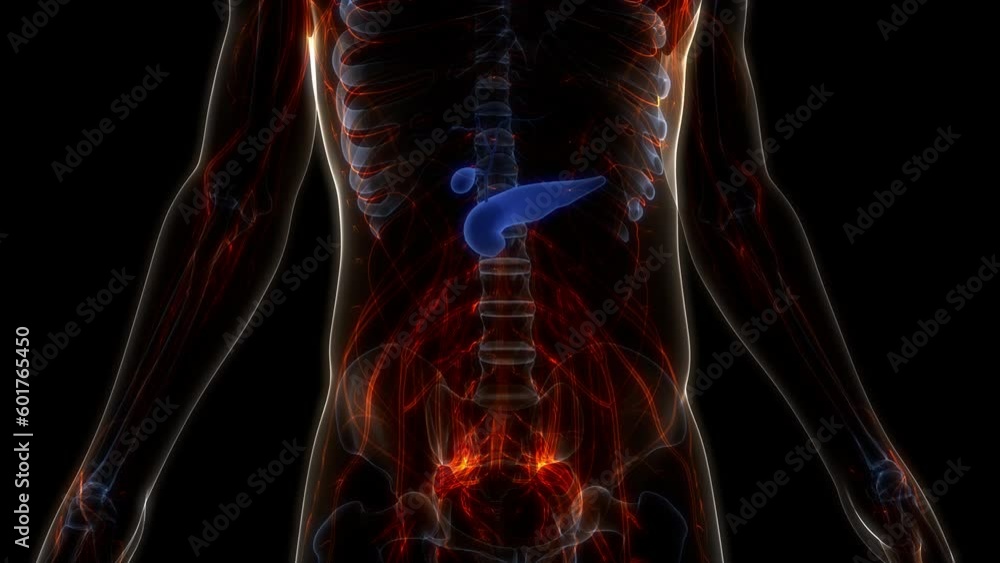 Human Internal Organs Pancreas with Gallbladder Anatomy Animation ...