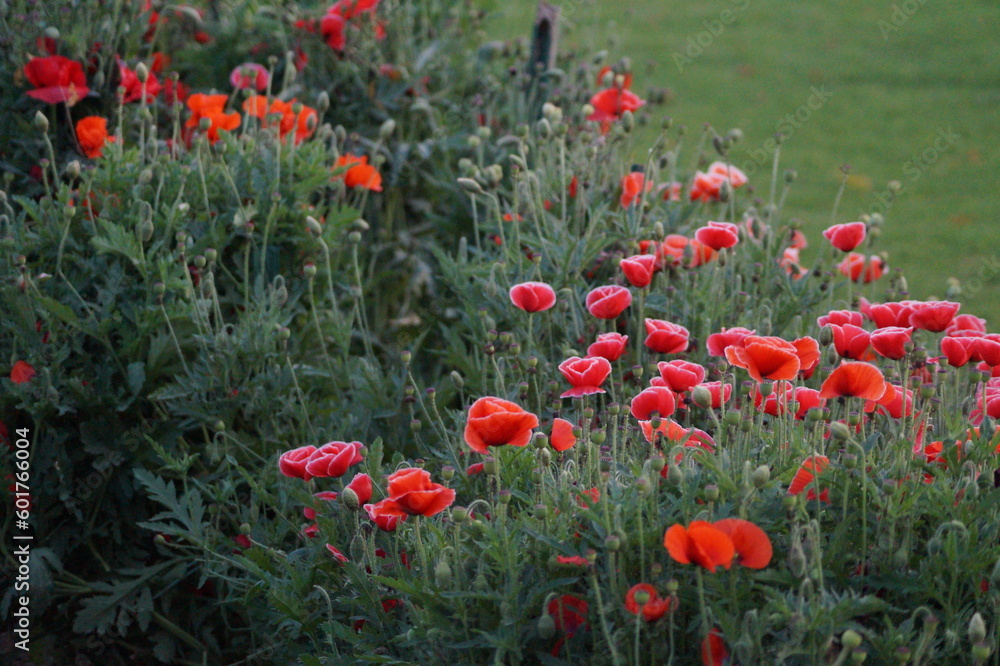field of red poppies field of red poppies