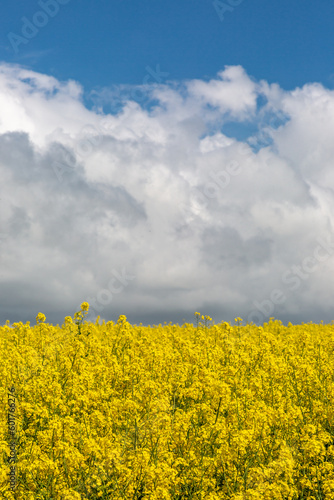 Vivid rapeseed flowers growing in Sussex countryside on a sunny day in May