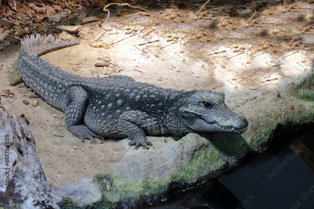 Stumpfkrokodil / Dwarf crocodile / Osteolaemus tetraspis Stumpfkrokodil / Dwarf crocodile / Osteolaemus tetraspis