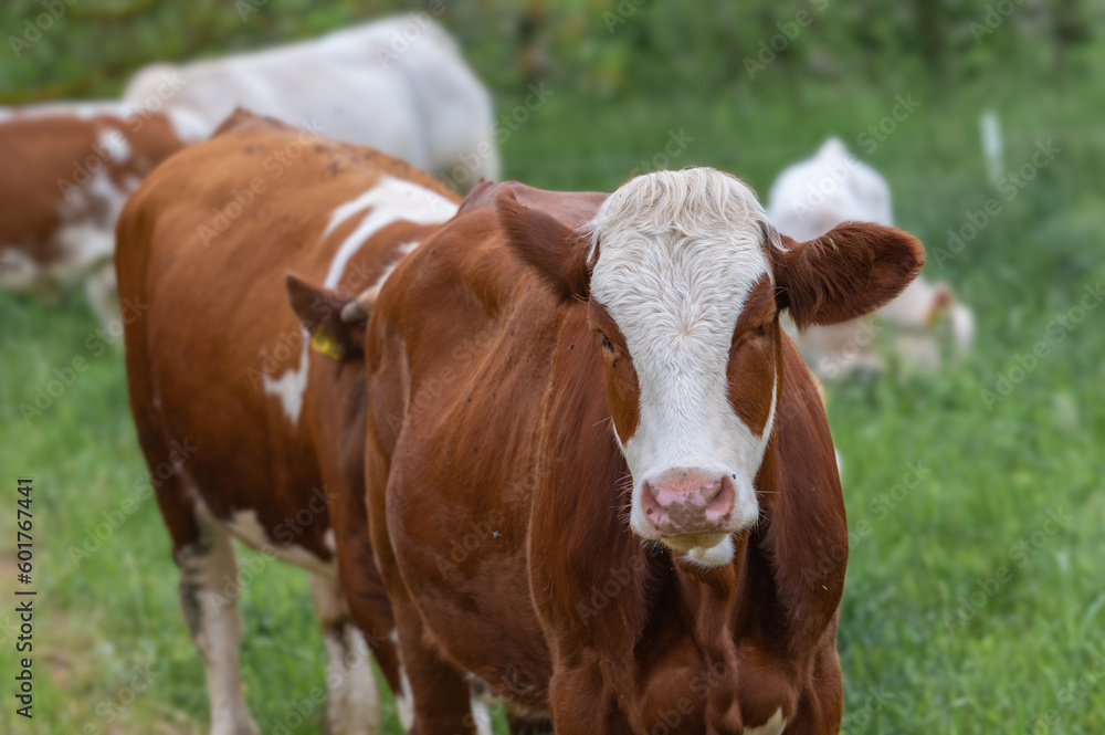 Rinder auf dem Feld in Deutschland
Rinder auf dem Feld in Deutschland
