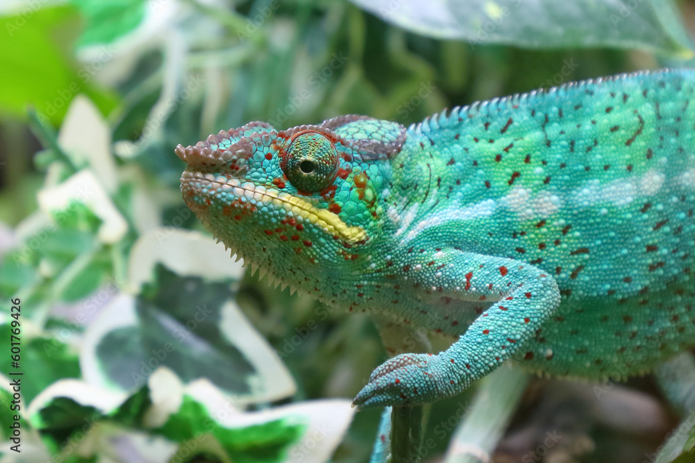 Fototapeta premium Pantherchamäleon / Panther chameleon / Furcifer pardalis.
