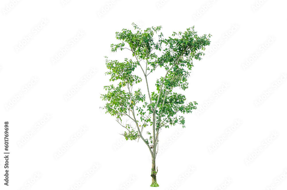 A tree shape and tree branch. Single green tree. A tree shape and tree branch. Single green tree.