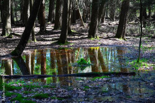 After very heavy Spring rains a large swamp has formed well off of the water's edge here at Sky Lake in Windsor in Upstate NY. Trail along lake is flooded and un passable, Reflections in the water.