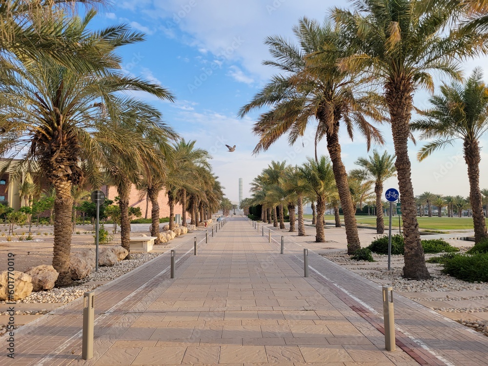 Long walkway and bike path lined with palm trees in Education City - Doha, Qatar