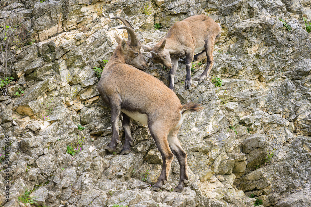 Two young alpine ibexes fighting on a rock face Two young alpine ibexes fighting on a rock face