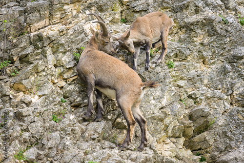 Two young alpine ibexes fighting on a rock face