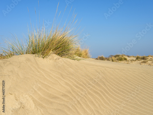 Sandy beach near Salin de Giraud on a sunny day in springtime