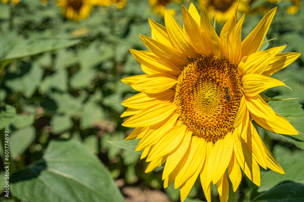Obraz premium The Bee of the Sunflower